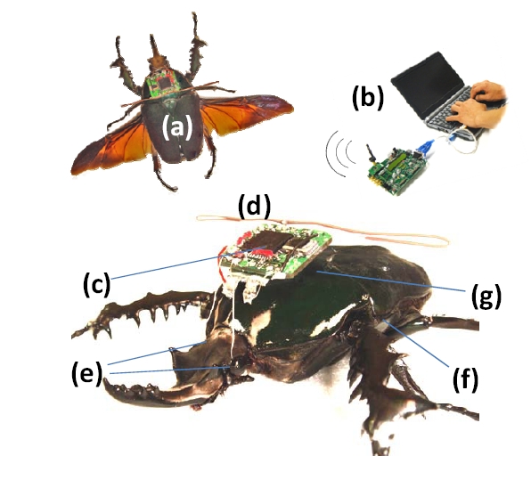 insetti-radiocomandati-z1.jpg