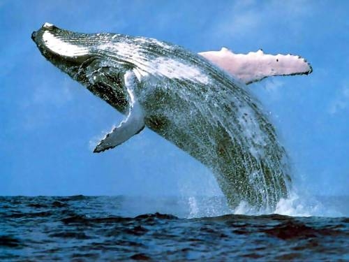 humpback_whale