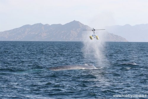 whale-helicopter
