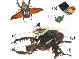MEMS 2009 - Cyber Modellismo - Arrivano gli insetti radiocomandati
