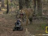 National Geographic: Automodello RC contro una tigre!