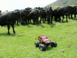 Come pascolare una mandria con un automodello RC