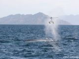Elicotteri radiocomandati usati per studiare le balene